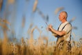 Agriculture, farmer or agronomist inspect quality of wheat in field ready to harvest