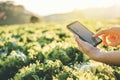 Agriculture Farmer checking touchpad in Nappa cabbage Fram in summer