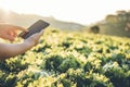 Agriculture Farmer checking touchpad in Nappa cabbage Fram in summer