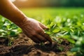 Farmer hand touching plants crop at farm, AI Generative