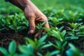 Farmer hand touching plants crop at farm, AI Generative