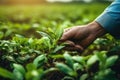 Farmer hand touching plants crop at farm, AI Generative