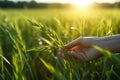 Farmer hand touching plants crop at farm, AI Generative