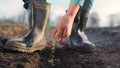 agriculture. farmer hands planting seeds. business plant agriculture concept. farmer hands is planting seeds in the Royalty Free Stock Photo