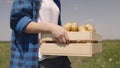 Agriculture. farmer woman carries vegetables box. concept fresh dug potatoes. farming organic healthy food. farmer Royalty Free Stock Photo