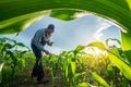 Agriculture, Farmer are working in young green corn growing on the field at sun rises in the morning. Growing young green corn