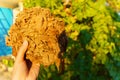 Agriculture Farmers dry tobacco leaves to make cigarettes and cigars. Selective focus. Royalty Free Stock Photo
