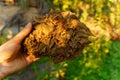 Dry tobacco leaves close-up in the hands of a farmer. Tobacco for cigarettes and cigars. Selective focus. Royalty Free Stock Photo