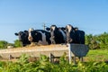 Agriculture, farming and animal husbandry theme in north of France region of Brittany. Black and white cattle graze in