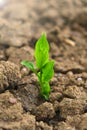 Agriculture and farming concept. seedling in the ground in field.New life concept. Green sprout in dry cracked soil Royalty Free Stock Photo