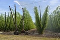 Agriculture and farming of grain hops in Oregon.