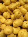 Agriculture farming grown american small potatoes of high quality and nutritional value Royalty Free Stock Photo