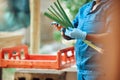 Agriculture, farming and harvesting organic vegetables and produce. Farm or supermarket worker wearing hygiene gloves Royalty Free Stock Photo