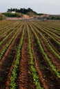 Agriculture and Farming - Leguminous plant Plantation in the Field