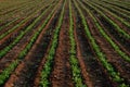 Agriculture and Farming - Leguminous plant Plantation in the Field