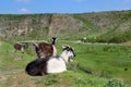 Agriculture and farming Moldova