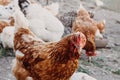 Agriculture and farming. Poultry farming in the village. A red hen in a chicken coop looks at a frame with a poultry yard in the