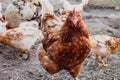 Agriculture and farming. Poultry farming in the village. A red hen in a chicken coop looks at a frame with a poultry yard in the Royalty Free Stock Photo