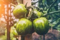 Agriculture and farming - ripening tomatoes Royalty Free Stock Photo