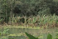 Agriculture farms are submerged in the flood water