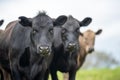 agriculture field in africa,  beef cows in a field. livestock herd grazing on grass on a farm. african cow, cattle meat on a ranch Royalty Free Stock Photo