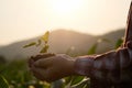 Agriculture Field baby plant on hand. Royalty Free Stock Photo