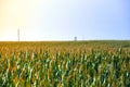 Agriculture field with blue sky. Rural nature in the farm land. Straw on the meadow. Corn yellow golden harvest in summer. Royalty Free Stock Photo