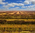 Agriculture field, buckwheat sliced sturgeon Royalty Free Stock Photo