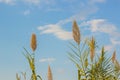 Agriculture field concept of wheat cereals on clear blue sky background, wallpaper copy space for text or inscription Royalty Free Stock Photo