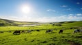 agriculture field of cows Royalty Free Stock Photo