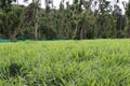 Agriculture field with ginger crop. Rows of ginger growing beds