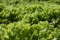 Agriculture: field of green lettuce