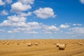 Agriculture field with hay bales. Rural nature in the farm land with straw on the meadow. Wheat yellow golden harvest in summer. Royalty Free Stock Photo