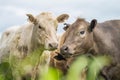 agriculture field, herd of beef cows in a field. springtime on a farm with wagyu cattle. fat cow Royalty Free Stock Photo