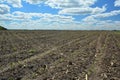 Agriculture field landscape with first corn sprouts. Corn growth and corn germination on sandy soil Royalty Free Stock Photo