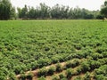 Mentha Plants field in India
