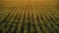 Agriculture field during morning sunrise