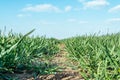 Agriculture field plants harvest close up soil green grass Royalty Free Stock Photo