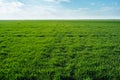 Agriculture field plants harvest green grass landscape with clouds