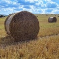 Agriculture field with sky. Rural nature in the farm land. Straw on the meadow. Wheat yellow golden harvest in summer Royalty Free Stock Photo