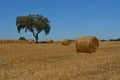 Agriculture field with straw rolls and tree Royalty Free Stock Photo