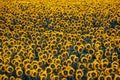 Agriculture field of sunflowers background Royalty Free Stock Photo