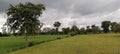 Agriculture fields used for rice cultivation , yellow green plants with trees and sky background. Royalty Free Stock Photo