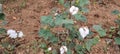 Agriculture formaring field a cotton seeds final result plants