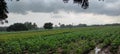 Agriculture formaring green feald and rain background