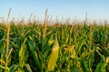 Agriculture in France is Bretagne region. Fields of ready to harvest corn in late summer. Cultivation of grain crop of