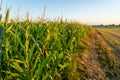 Agriculture in France is Bretagne region. Fields of ready to harvest corn in late summer. Cultivation of grain crop of