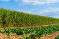 Agriculture in France is Bretagne region. Fields of ready to harvest corn in late summer. Cultivation of grain crop of