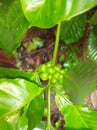 Agriculture Fresh beautiful Natural Coffee Plant