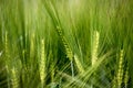 Agriculture: Fresh green cornfield on a sunny day, springtime Royalty Free Stock Photo